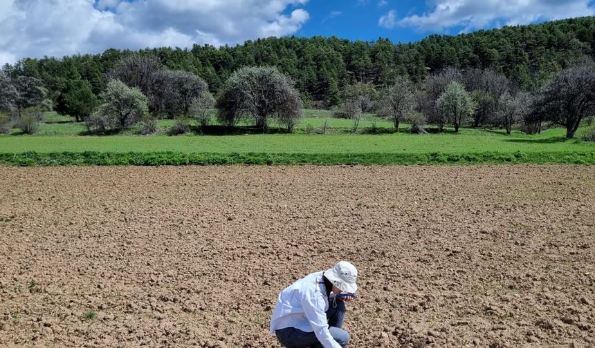 Alucra'da tarımsal ürünlerin arazi kontrolleri yapılıyor