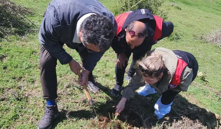 Amasya'da süneyle mücadele devam ediyor