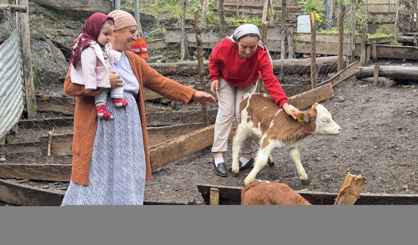 Artvinli besiciye dördüz buzağı sürprizi