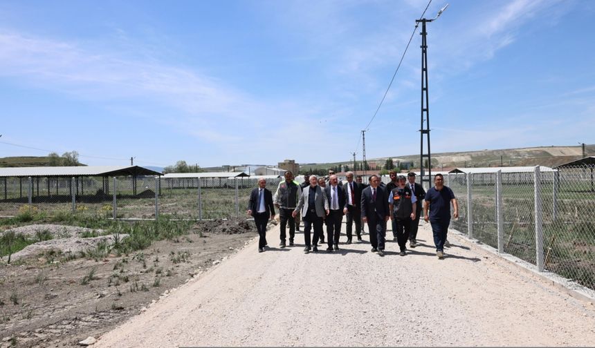 Çorum'da sokak hayvanları için doğal yaşam alanı oluşturuldu