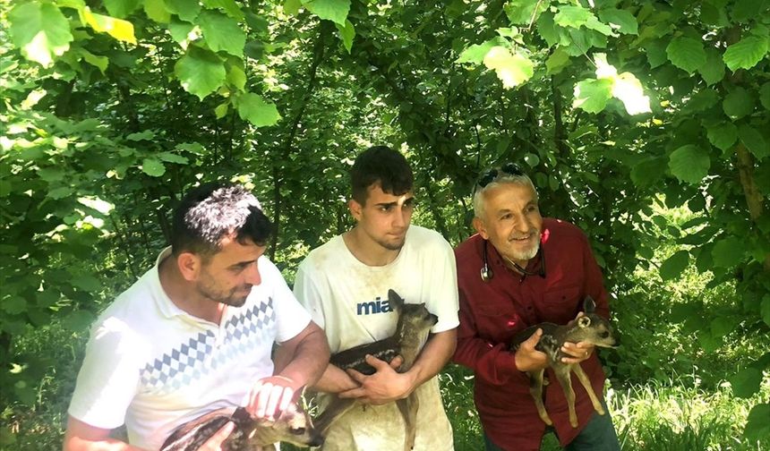 Düzce'de bulunan 2 karaca yavrusu kontrollerin ardından doğaya bırakıldı