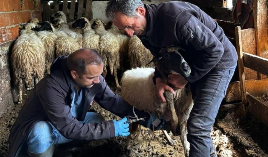 Gerze'de küçükbaş hayvanlara aşılama ve kimliklendirme çalışması yapıldı