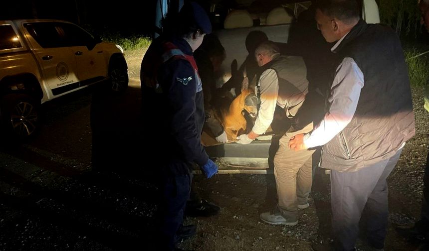 Gümüşhane'de yaralı karaca tedavi altına alındı