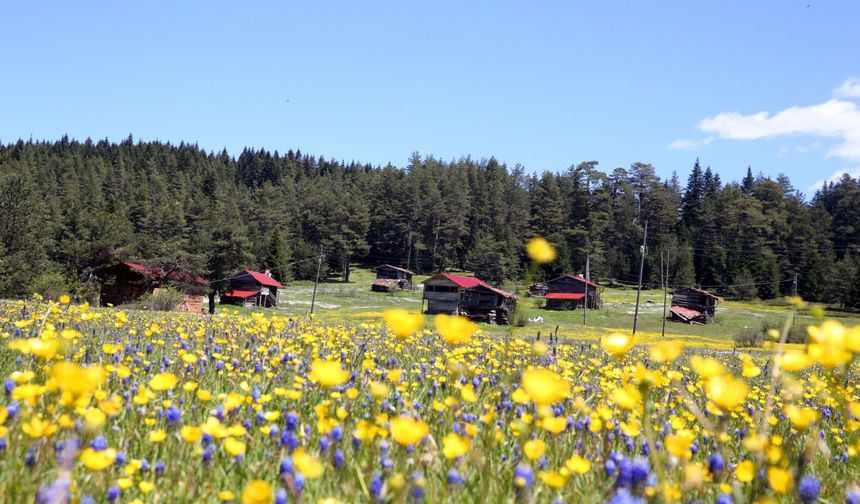 Kastamonu yaylaları baharın tüm güzelliklerini sergiliyor