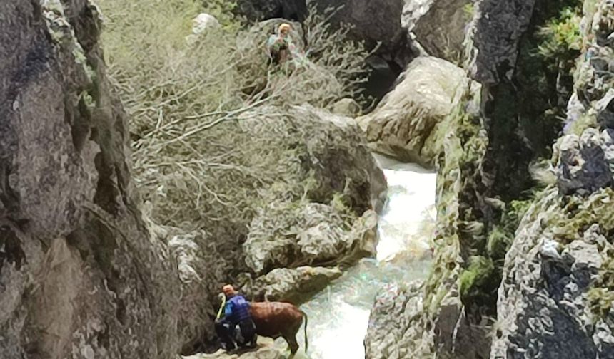 Kastamonu'da akarsuya düşen büyükbaş hayvanı AFAD ekibi kurtardı