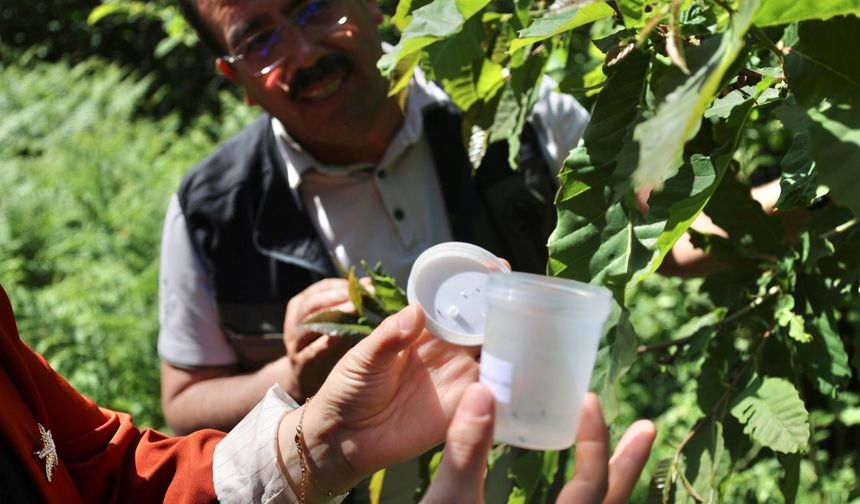 Kastamonu'da gal arısı ile mücadele için doğaya "düşman arı" salındı