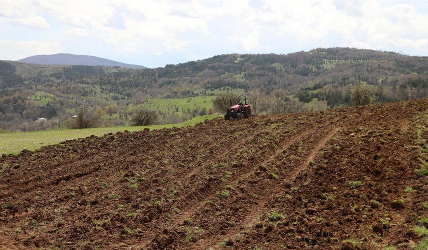 Ordu'da karabuğdayın üretim alanı arttı