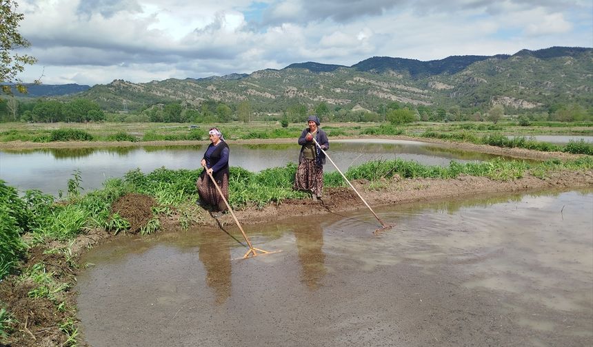 Sinop'ta 18 bin dekar alanda çeltik ekimine başlandı