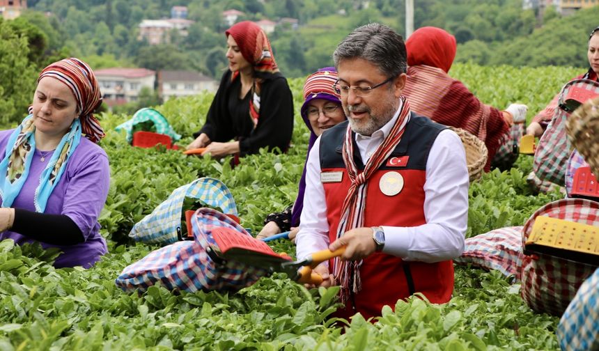 Tarım ve Orman Bakanı Yumaklı, Rize'de çay hasadına katıldı