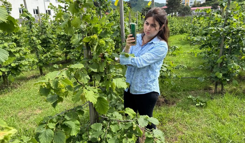 Tescilli Giresun tombul fındığında yeni dikim uygulamaları verimi artırdı
