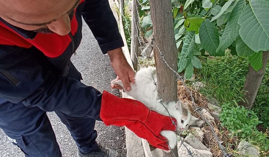 Tokat'ta bahçedeki çite sıkışan kedi kurtarıldı
