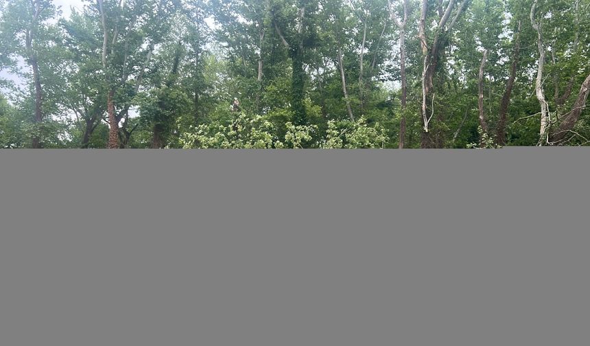 Zonguldak'ta şiddetli rüzgar nedeniyle ağaçlar devrildi
