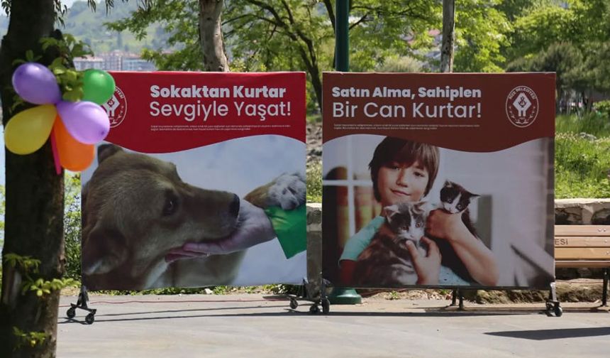 Rize’de Kedi ve Köpek Sahiplendirme Etkinliği Başladı
