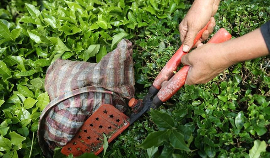 Rize'den ocak-nisan döneminde yapılan çay ihracatı 5,5 milyon doları aştı