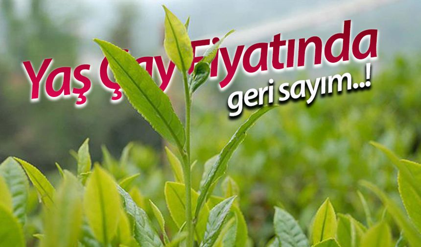 2025 Yılı Yaş Çay Alım Fiyatı İçin Geri Sayım Başladı