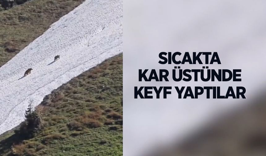 Karda dolaşan ayılar görüntülendi