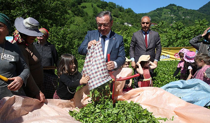 Artvin'de geleneksel çay hasadı etkinliği düzenlendi