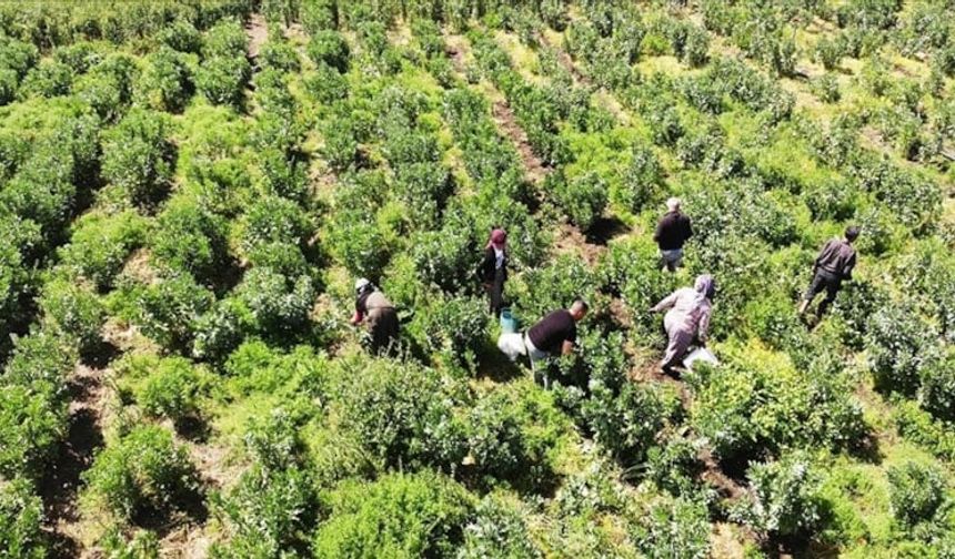 İslahiye’de 3 bin dekar alanda bezelye hasadı başladı