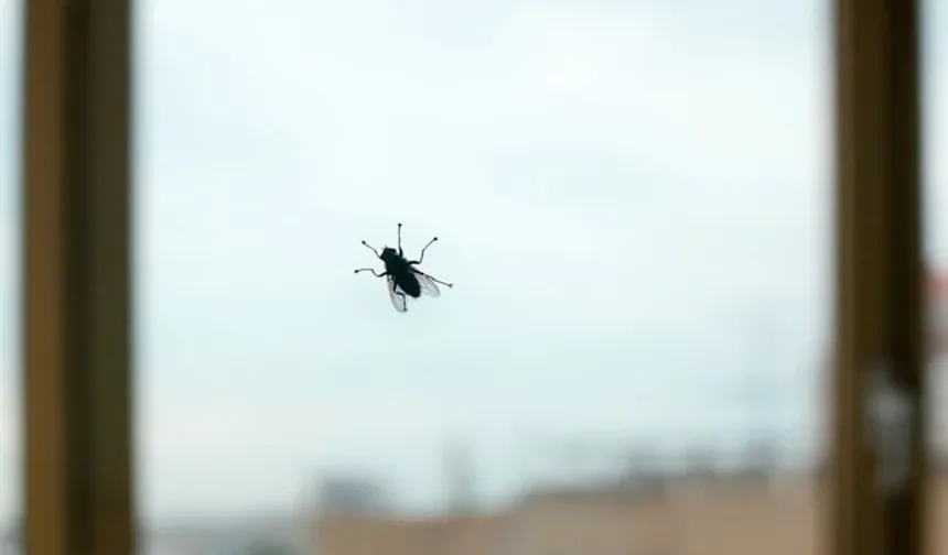 Sinekler açık pencereden neden dışarı çıkmaz? Bilim açıkladı