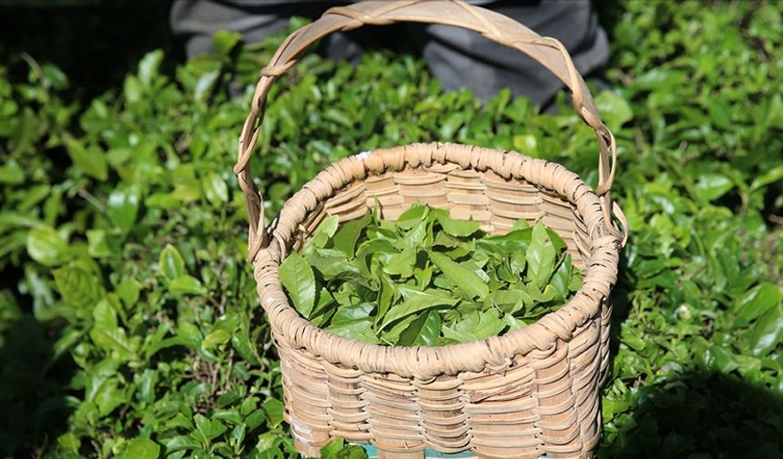 ÇAYKUR'dan yaş çay alımı ve kontenjan uygulaması açıklaması