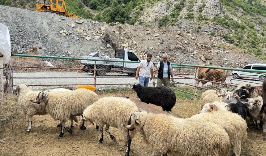 Artvin'deki hayvan pazarında kurbanlıklar alıcılarını bekliyor