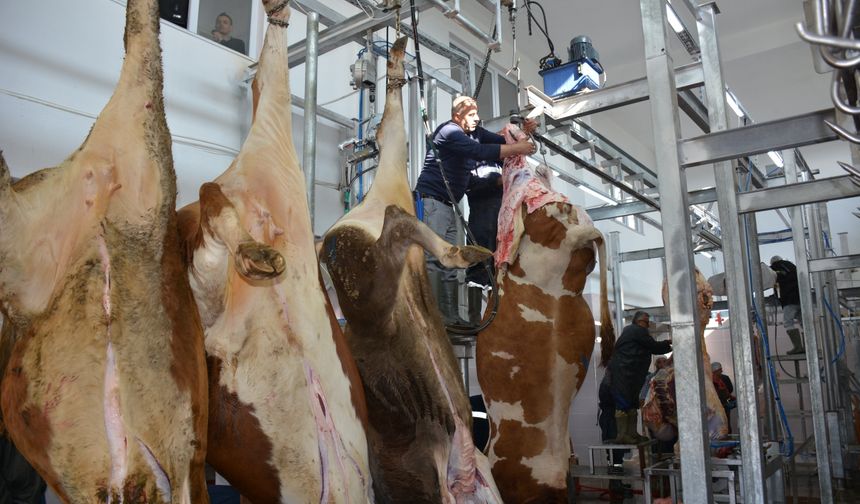 Başçiftlik Belediye Mezbahası'nda kurban kesim hizmeti veriliyor