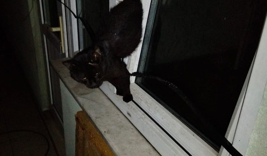 Zonguldak'ta pencereye sıkışan kedi itfaiye ekiplerince kurtarıldı