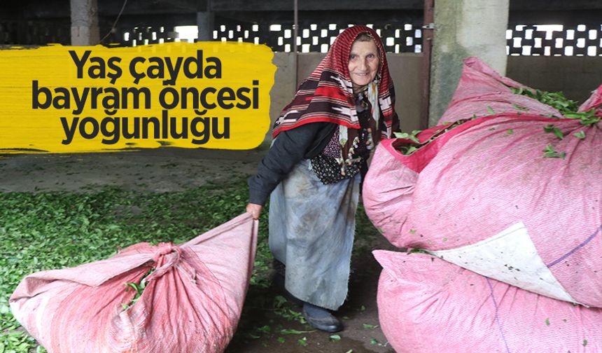 Rize'deki çay bahçelerinde ilk sürgün hasadı yoğunluğu