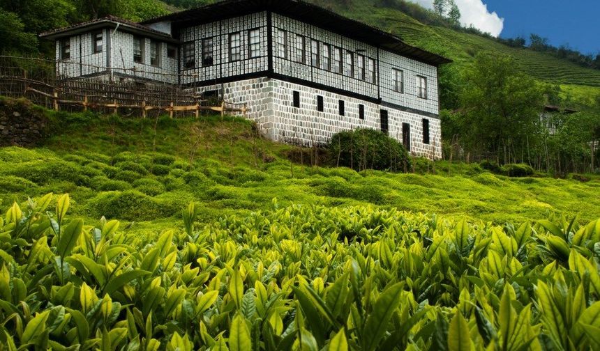 Doğu Karadeniz'de ihracat arttı, Rize'de düştü