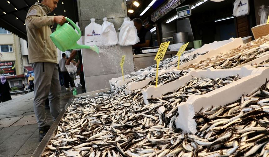 Türkiye hamsi ihracatından 5 ayda 7,3 milyon dolar kazandı