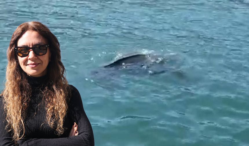 Rize'de deri sırtlı deniz kaplumbağası görüldü