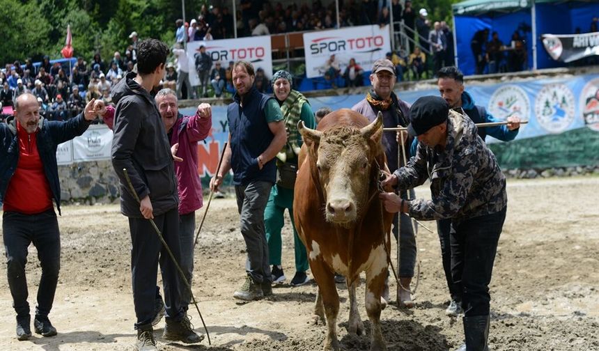 Ayder'de boğa güreşi heyecanı