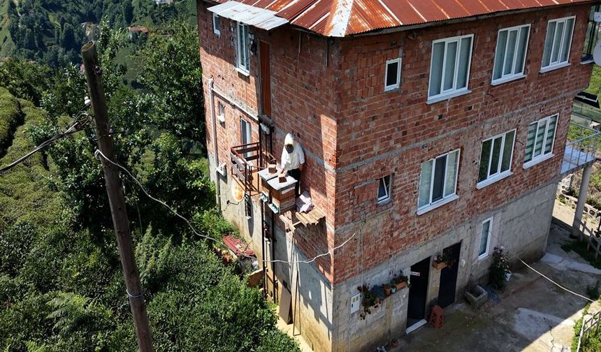 Çayelili vatandaştan ilginç önlem: Karadeniz zekası ayıya karşı; kovanlara 'asansörlü' önlem
