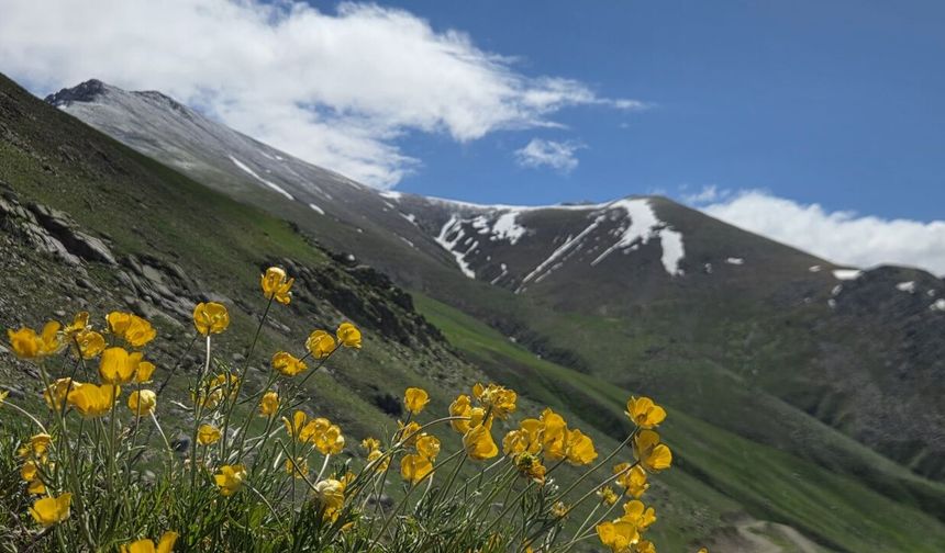 Kaçkar Dağları'nın eteklerindeki yaylalar çiçeklerle renklendi