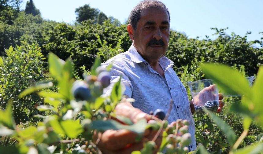 Emekli madenci tarım fuarında gördüğü yaban mersininin üreticisi oldu
