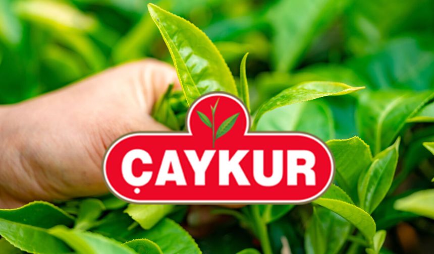 ÇAYKUR birinci sürgünde 259 bin ton yaş çay aldı