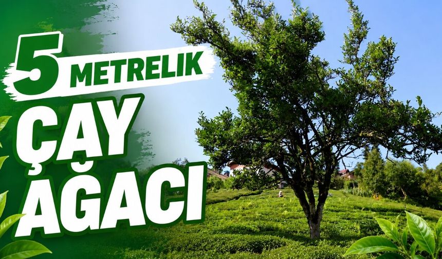 Çayeli'nde yaklaşık 70 yıldır budanmayan çay ağacı görenlerin ilgisini çekiyor