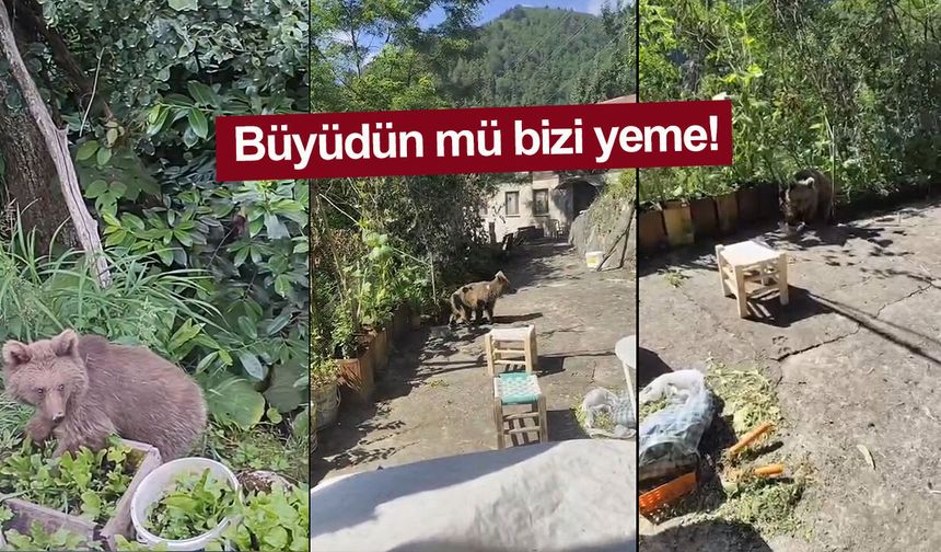 Rize'de evleri önüne gelen yavru ayıyı beslediler