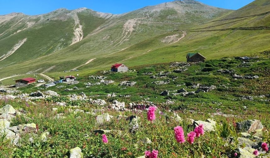 Çayeli’nin 2 Bin 764 Metredeki Saklı Cenneti: Şemkehot Yaylası