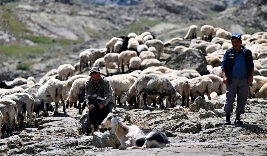 Doğu Karadeniz yaylalarında aile geleneği olan çobanlığı sürdürüyor