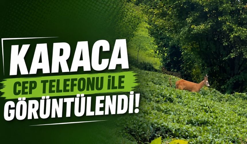 Çay bahçesinde gezinen karaca kamerada