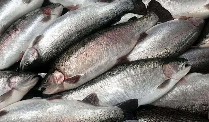 Türk somonu Vietnam'da uluslararası alıcılarla buluştu