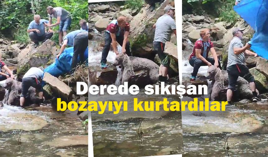 Derede kayalıklar arasına sıkışan bozayıyı mahalleli kurtardı; o anlar kamerada