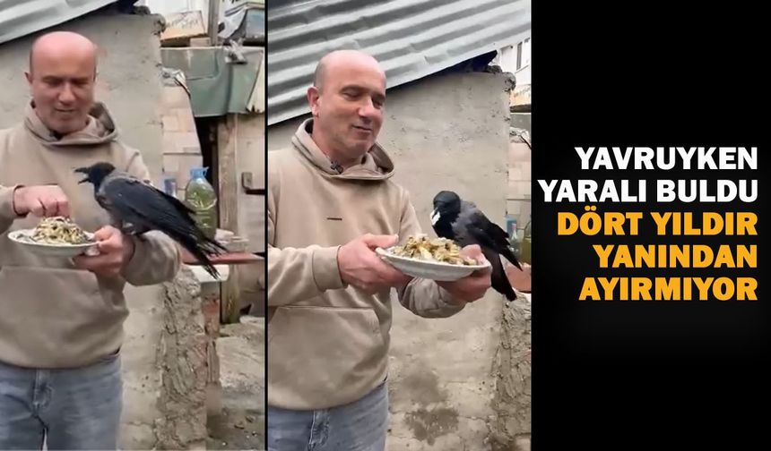 Rizeli Vatandaşın Yaralı Bulduğu Kargayla 4 Yıllık Dostluğu